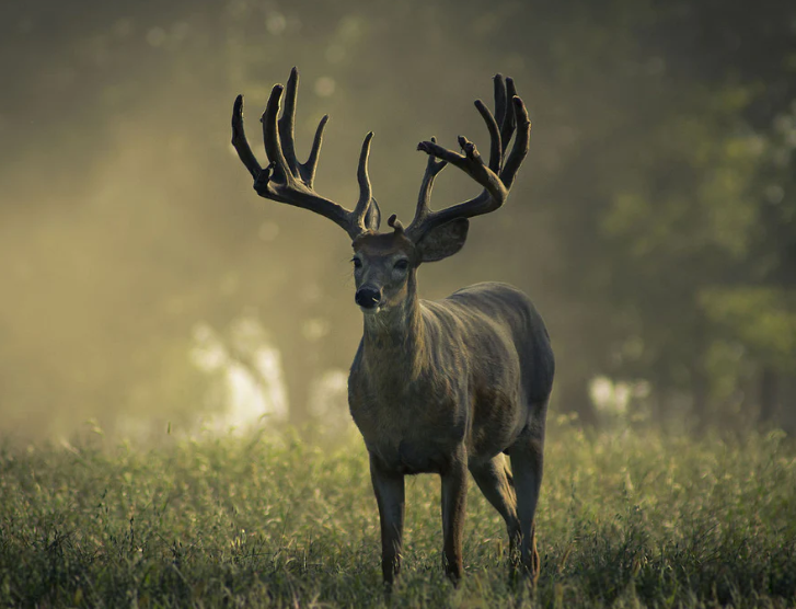 How To Increase Deer Antler Size Deersteroids