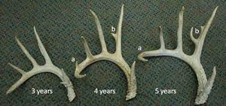A Guide to Essential Minerals for Antler Growth in Deer