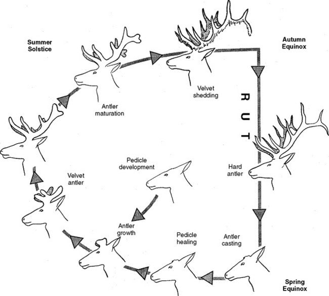 Deer Antler Development Phases: Growth Cycle Explained