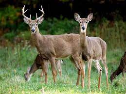Antler Development: Do female deer have antlers?